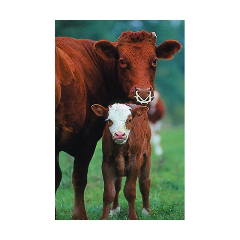 Materiel Anneau Anti-tête Muller à Vis 5 Materiel Anneau Anti-tête Muller à Vis – Image 3