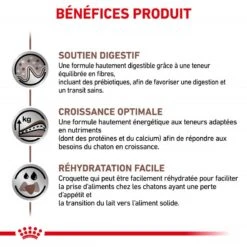 ROYAL CANIN Cat Gastro Intestinal Kitten 14 ROYAL CANIN Cat Gastro Intestinal Kitten -RIMBERIO cat gastro intestinal kitten 3