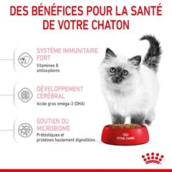 Cat Kitten Royal Canin 15 Cat Kitten Royal Canin -RIMBERIO cat kitten royal canin 5