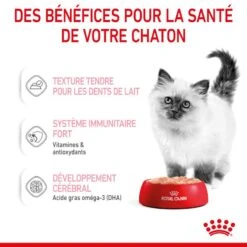 Cat Kitten Royal Canin Mousse Sachet Repas 17 Cat Kitten Royal Canin Mousse Sachet Repas -RIMBERIO cat kitten royal canin mousse sachet repas 6