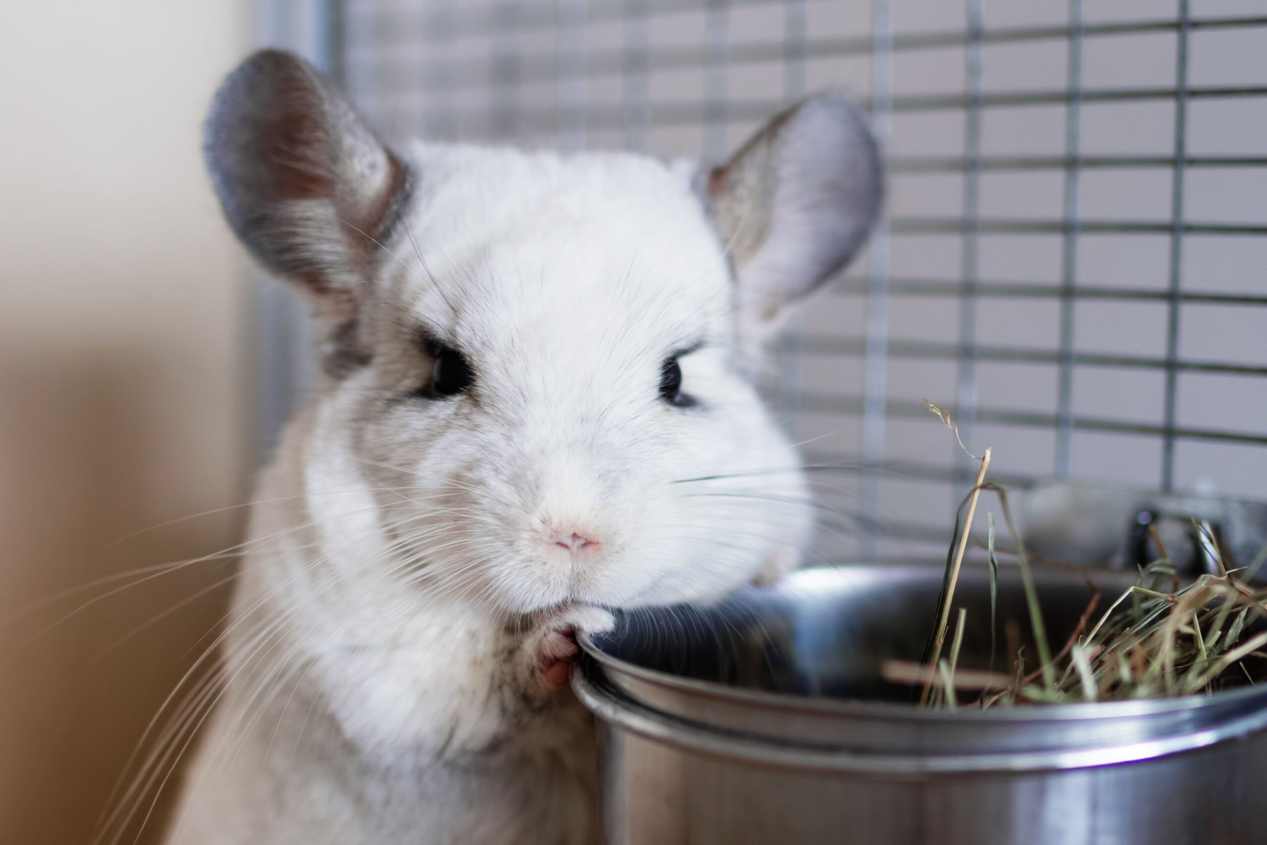 RIMBERIO 40 RIMBERIO -RIMBERIO cute chinchilla of white color is sitting in its house near to bowl with hay 1189779960 95d081078f884ae9b1fb63b4c3febf3f scaled