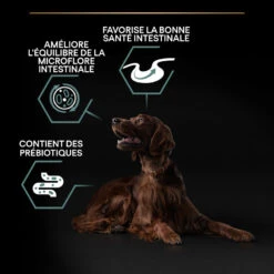 PURINA PRO PLAN Dog Large Athletic Adult Sensitive Digestion Lamb Optidigest -RIMBERIO dog large athletic adult sensitive digestion lamb optidigest 9