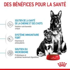 ROYAL CANIN Dog Starter Mother & Babydog Maxi 14 ROYAL CANIN Dog Starter Mother & Babydog Maxi -RIMBERIO dog starter mother babydog maxi 4