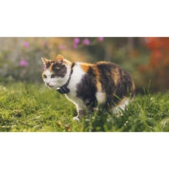Materiel GPS Tractive Cat Mini Pour Chat -RIMBERIO gps tractive cat mini pour chat 2