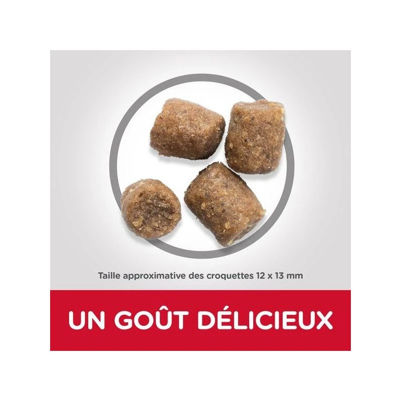 Canine Adult Performance 5 Canine Adult Performance – Image 3