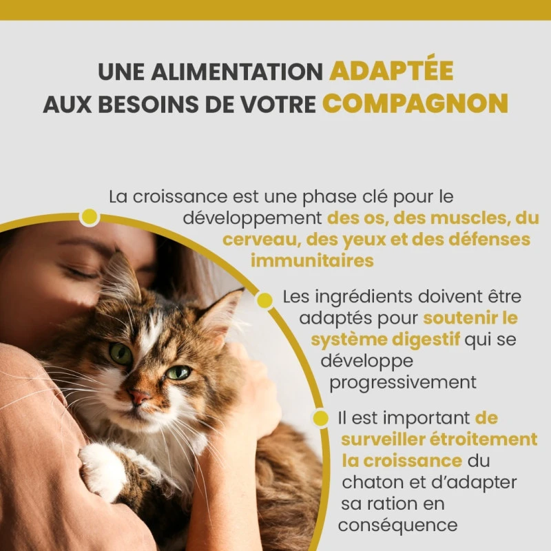 Specific FPW Kitten 5 Specific FPW Kitten – Image 3