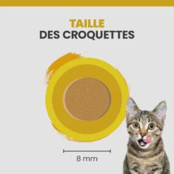 Specific FPW Kitten 19 Specific FPW Kitten -RIMBERIO specific fpw kitten 6