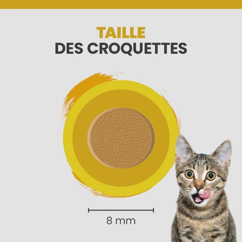 Specific FPW Kitten 9 Specific FPW Kitten – Image 7