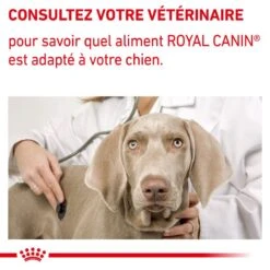 ROYAL CANIN Mature Consult Medium Dog -RIMBERIO vet care nutrition mature 7
