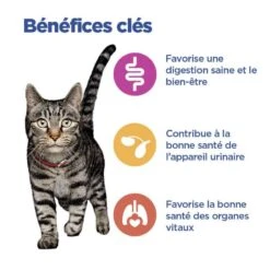 Vet Essentials Chat Multi-Benefit Mature Adulte 7+ Poulet Sachet Repas -RIMBERIO vet essentials chat multi benefit matur adulte 7 poulet sachet repas 2
